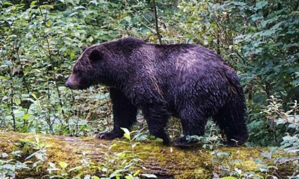 Ariu i murrmë sulmon nxënësit dhe mësuesit në Kanada  11 të plagosur