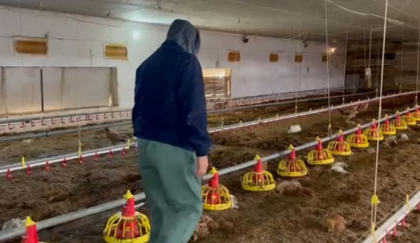 Dëme të mëdha nga reshjet e shiut  fermeri nga Shqipëria  Më janë mbytur 700 pula  ekonomia e familjes varet nga ky biznes